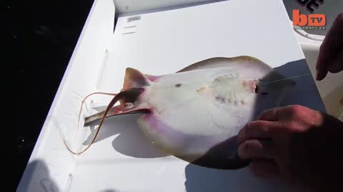 Caught On Camera- Fisherman Helps Stingray Give Birth