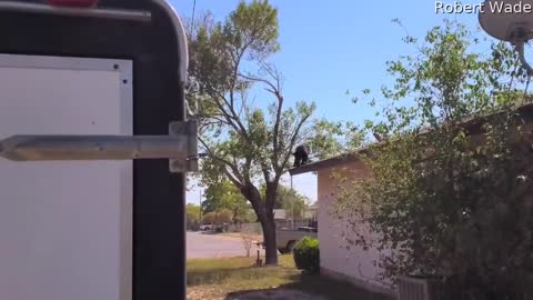 Bear Cub Climbs Around Roof