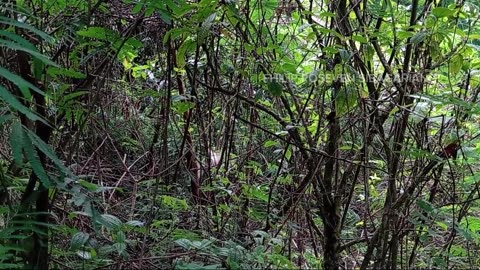 Hunting Bird in forest