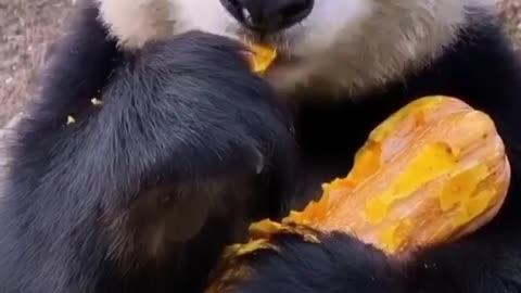 Cute panda enjoying a snack