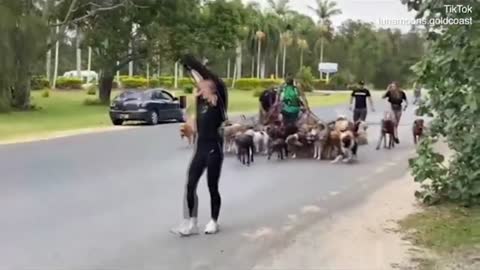 Man attempts to break world record for dog walking with 55 dogs