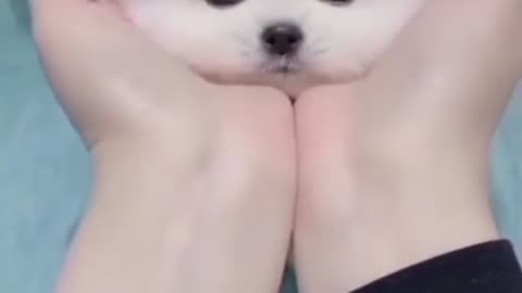 Cute puppy 🥰🥰