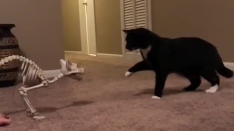 Cat 🐈 get scared of sceleton toy cat😂😂😂