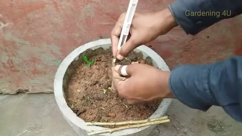 Grafting plants easy way