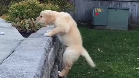 Fantastic and funny puppy video 2022