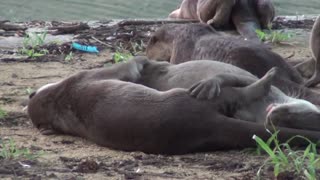 Smooth-coated Otter