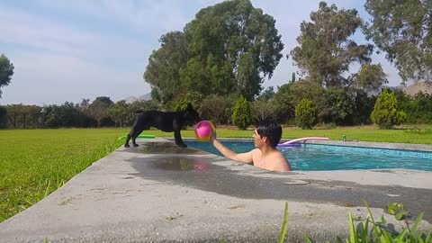 Cute puppy with ball in pool