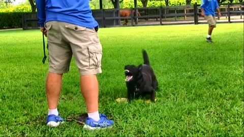 Teaching your Dog to Guard Objects and yourself!