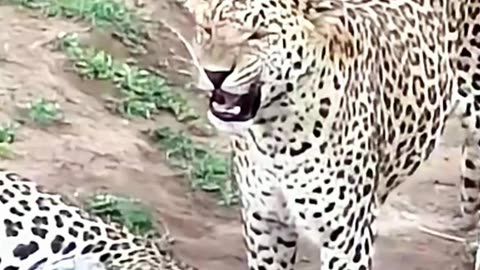 Thirsty Leopard's Curious Encounter