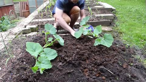 Vegetable Gardening