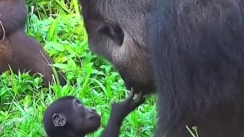 A gorilla's heartwarming tale with baby gorilla #shorts #shortvideo #video #virals #videoviral