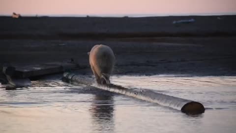 Bear Walks on Log in Alaska