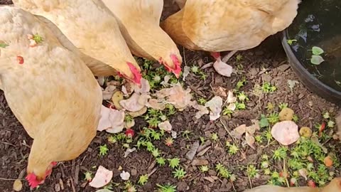 OMC! Strawberry top treat lands on & is shaken off a hens back! 🤯😮🤔😂🐔😍#chickens #viral #shorts