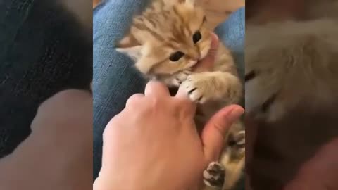 Funny and so cute cats