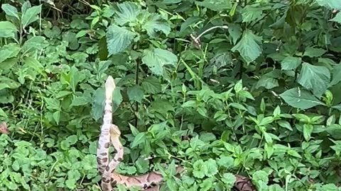 Trailside Snake Wrestling