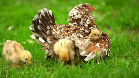 Chickens hiding under chicken mom - With great music