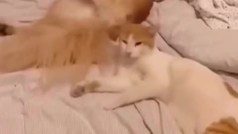 cats doing cat stuff