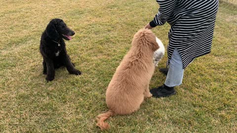 Dogs eating snacks, standard poodle