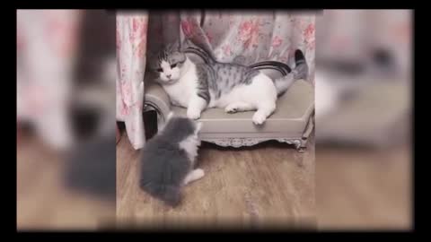 Cute cats fighting and one cat slap to another cat 😂😂