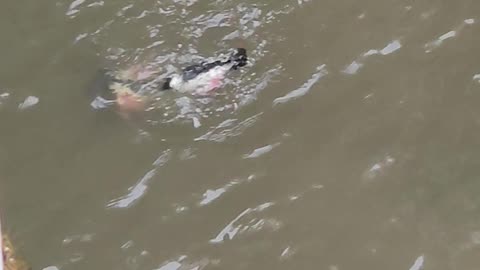 Diving Ducks #oregoncoast #ducks #cool #cute #divingducks #wildlife #animals