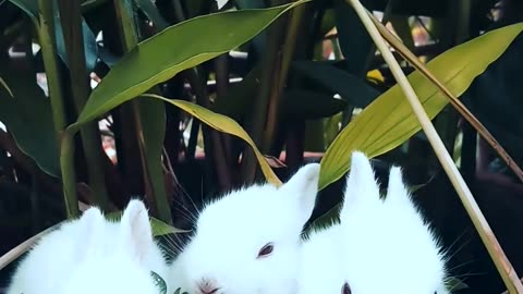 Rabbits Resting On A Pot With A Plant