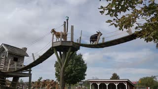 Spencer seeing goats at Harbes Farm - VID_20200928_131908