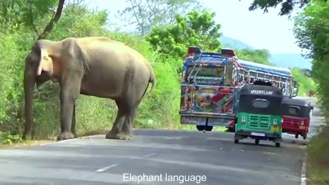 Sri Lanka Wild Elephant Attack | Surprising Encounter_ Elephant vs Bus Showdown