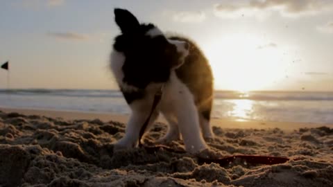 Cute puppyy playing