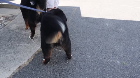 Bernese mountain dog grooming w haircut (owner request)