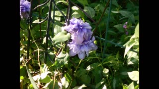 Incredibly Glamorous Diamantina Clematis