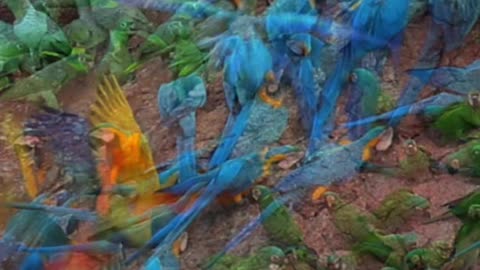 Macaw Clay Lick in Tambopata witness the majesty of nature