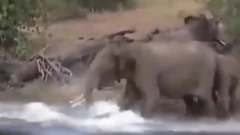 Elefante Quase Perde a Tromba