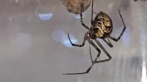 Spider Biting Her Eggs and Web Work - UHD Closeup