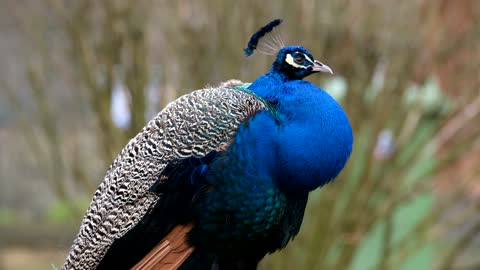 Beautiful peacock is dancing with beautiful feathers.