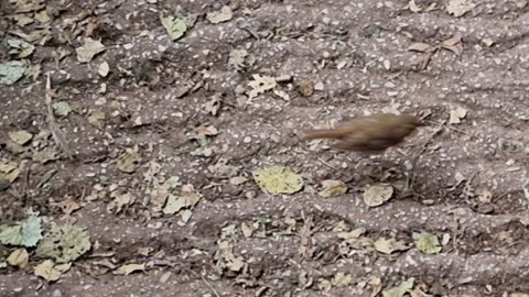 Beautiful Cute Robin Bird In Great Britain.