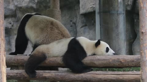 panda is sleeping late