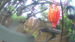 Birds feeding the little ones