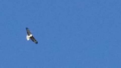 Black birds chase away peregrine falcon