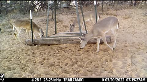 Game Cam 3-5-13-2022