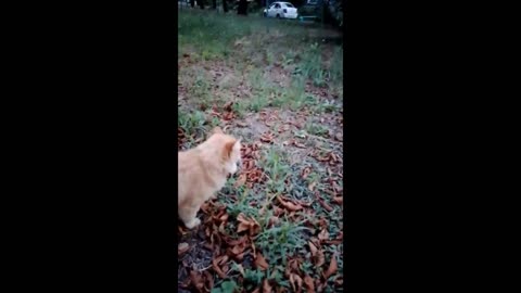 Cats in Action: Jumping, Playing, and Adventures in the Trees!