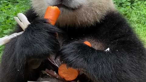 panda's quickly eating carrots show