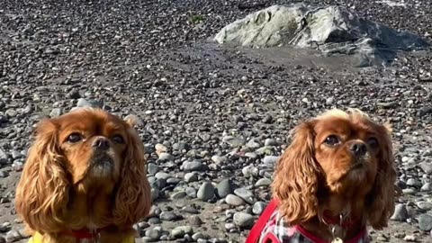 Cutie Cavaliers