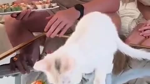 Feeding A Cat $10 Vs $10,000 Sushi