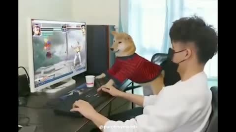 Dog playing video game better than Human