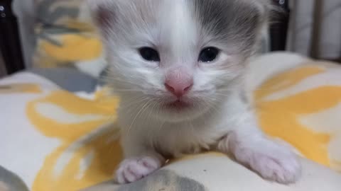 Adorable kitten