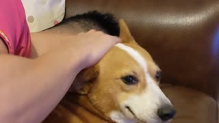 Spoiled Corgi Won't Accept Not Being Pet