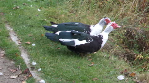 Dancing geese, amazing birds