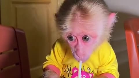 CUTE BABY MONKEY