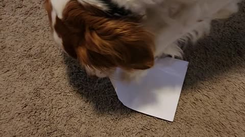 Winston hates junk mail!