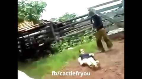 When you don't believe a cow had a strong kick (unexpected ending)